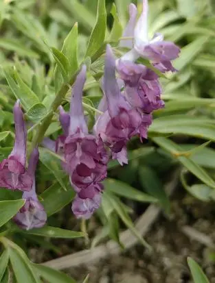 Corydalis Corydalis