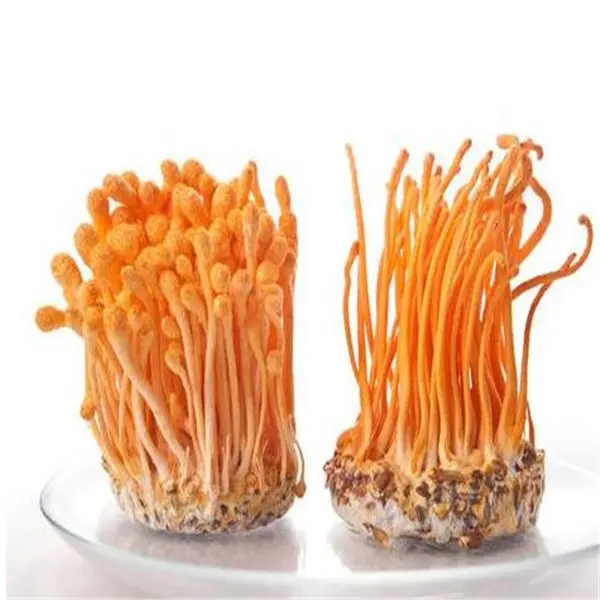 Cordyceps Militaris Cordyceps Militaris