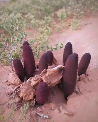 Cynomorium Cynomorium