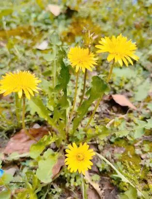 Dandelion