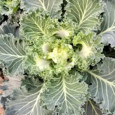 Kale Powder vs Fresh Kale:Which one is better? Kale Powder vs Fresh Kale:Which one is better?