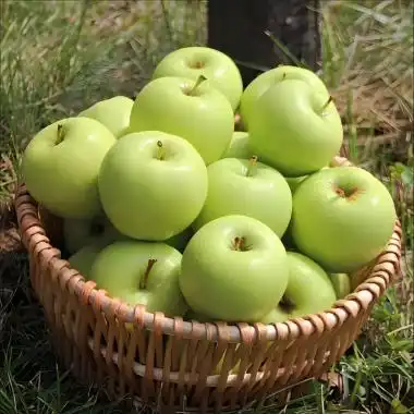 What is apple green powder?