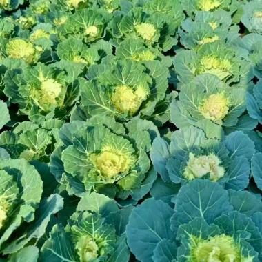 Dried Kale Powder for Supplements: A Complete Guide