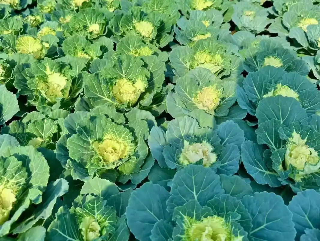 Dried Kale Powder for Baking: Add Color and Plant Nutrition