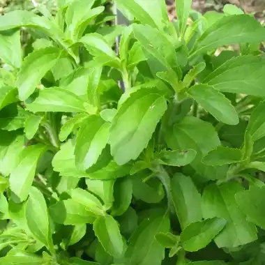What is Stevia Extract Powder?