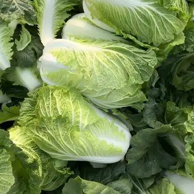 Chinese Cabbage Freeze-Dried Powder: Processing, Benefits, and Applications Chinese Cabbage Freeze-Dried Powder: Processing, Benefits, and Applications