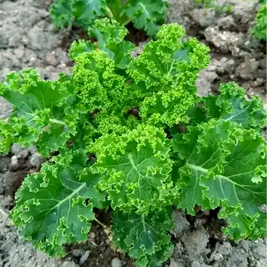 What do you do with freeze-dried kale powder?