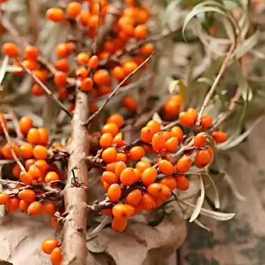 What is sea buckthorn powder good for? What is sea buckthorn powder good for?