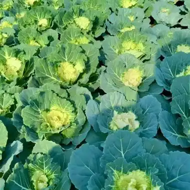 How to Incorporate Freeze Dried Kale Powder into Your Daily Meals for Optimal Health? How to Incorporate Freeze Dried Kale Powder into Your Daily Meals for Optimal Health?