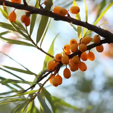 Sea Buckthorn Freeze-Dried Powder Guide 2026: Skin, Health Benefits & How to Use It