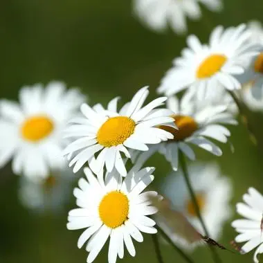 Chamomile Extract for Skin: Guide to Soothing, Healing, and Rejuvenation