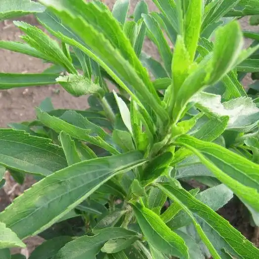 The Sweet Talk on Stevia Extract: Is It Safe to Consume? The Sweet Talk on Stevia Extract: Is It Safe to Consume?