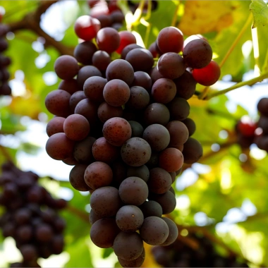 Best Grape Powder for Health: What Makes It So Powerful?