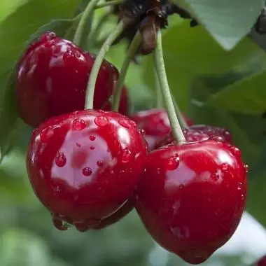 Tart Cherry Powder for Women: Benefits & How To Use It Tart Cherry Powder for Women: Benefits & How To Use It