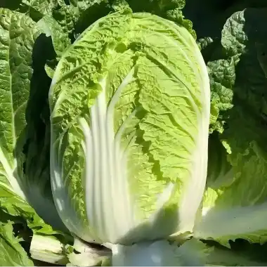 How to Use Chinese Cabbage Freeze-Dried Powder: Benefits and Daily Recipes