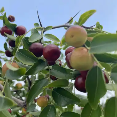 The Healing Benefits of Sour Jujube Seed Powder The Healing Benefits of Sour Jujube Seed Powder