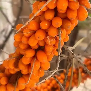 How to Choose the Best Seabuckthorn Powder - Asianbios