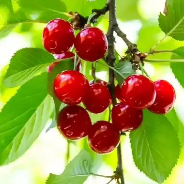 Best Tart Cherry Powder: A Complete Guide to Nutrition, Benefits, and Uses