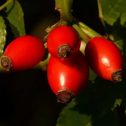 How does Rosehip Extract Powder compare to other herbal extracts?