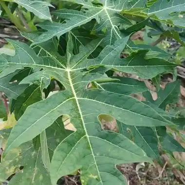 Papaya Leaf Extract Powder: What Do Studies Really Show? Papaya Leaf Extract Powder: What Do Studies Really Show?