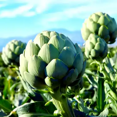 Pure Artichoke Extract for Liver Health: What to Know