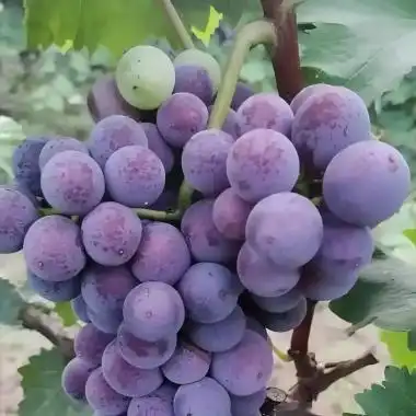 Best Grape Powder in 2026: Expert Reviews, Health Benefits & Buying Guide