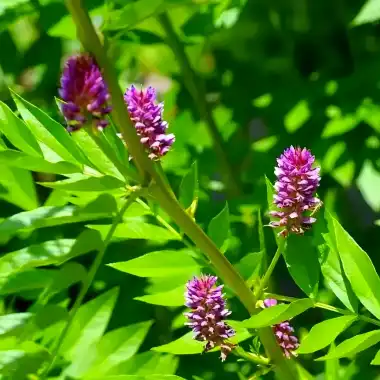 Liquorice Extract Powder: Benefits, Uses, and Function