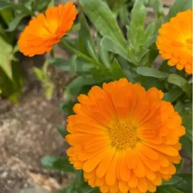 How Does Marigold Extract Protect Eyes? The Synergy Of Lutein & Zeaxanthin