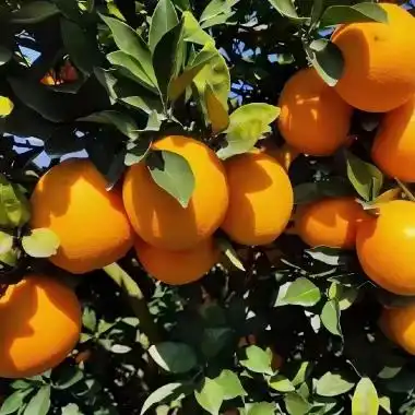 Orange Powder: Nutrition, Benefits and Uses Orange Powder: Nutrition, Benefits and Uses