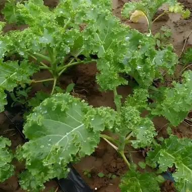 The difference between air-dried and freeze-dried kale powders The difference between air-dried and freeze-dried kale powders