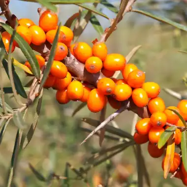 Sea Buckthorn Powder: How to Use in Your Diet