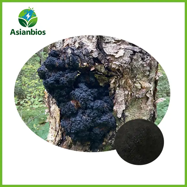 مسحوق الفطر شاجا مسحوق الفطر شاجا