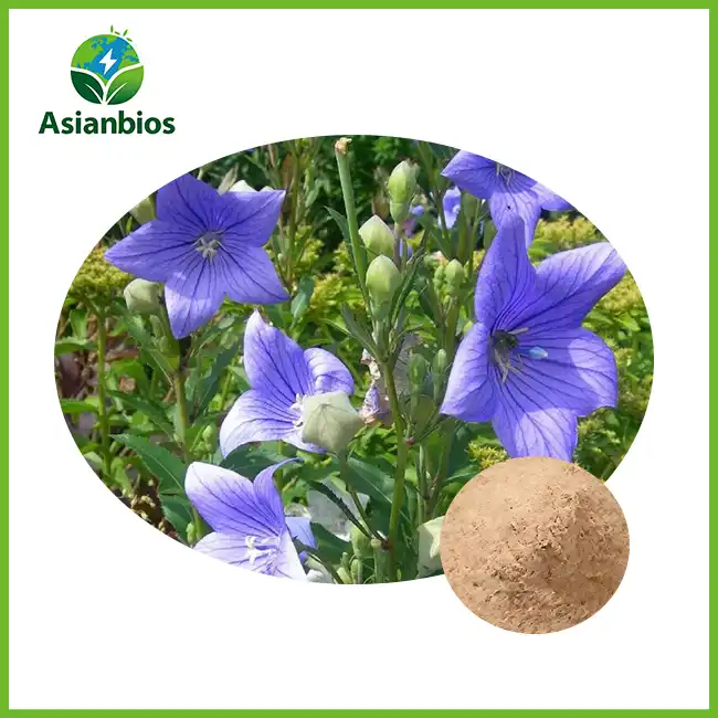 Platycodon Wortelpoeier Platycodon Wortelpoeier