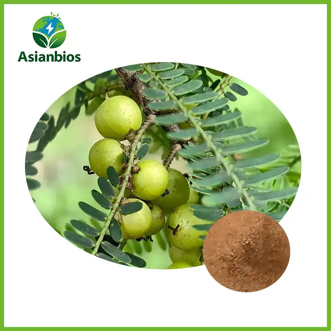 Phyllanthus Emblica hautsa Phyllanthus Emblica hautsa