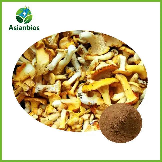 Pauta o Mushroom Chanterelle