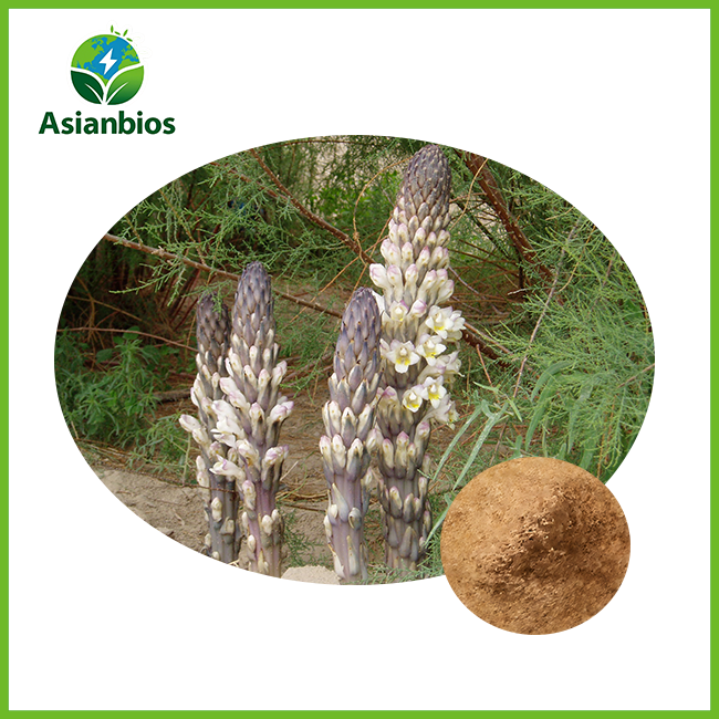 مسحوق استخراج cistanche