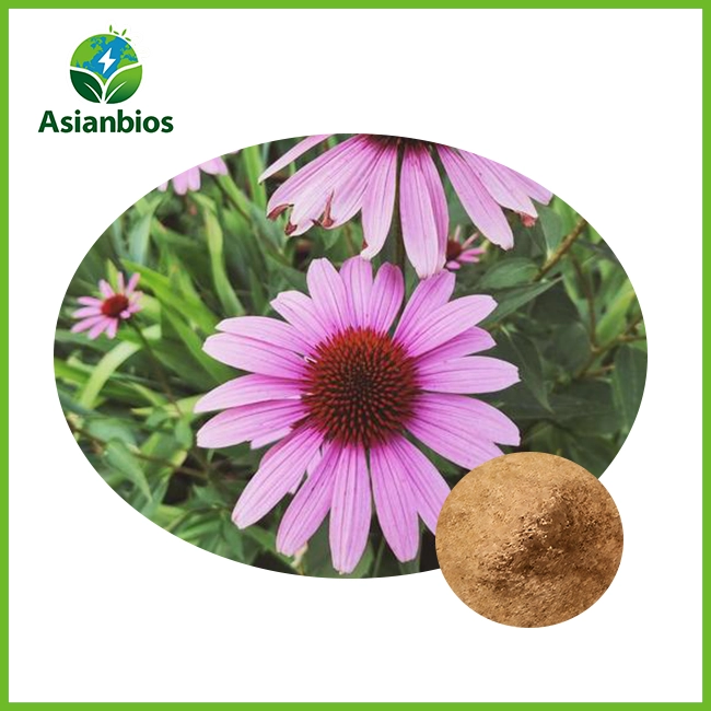 echinacea സത്തിൽ പൊടി echinacea സത്തിൽ പൊടി
