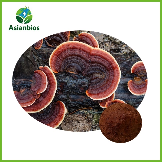 poudre d'extrait de ganoderma
