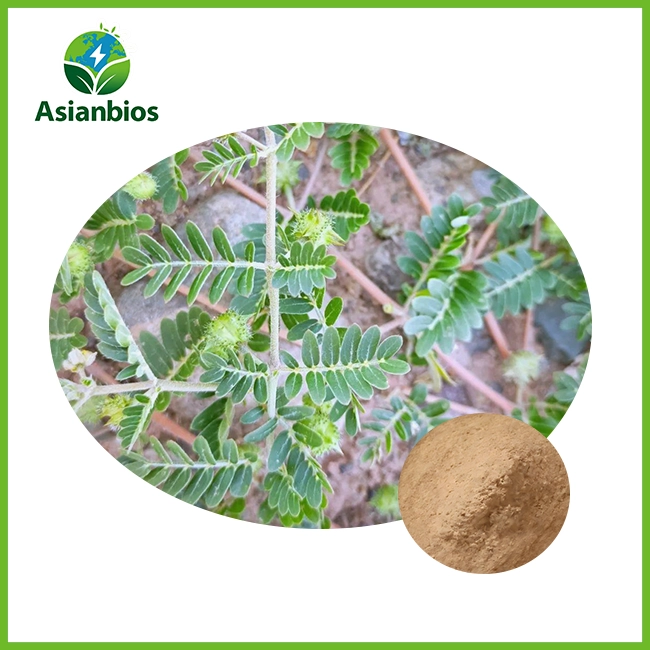 Tribulus terrestris էքստրակտ փոշի Tribulus terrestris էքստրակտ փոշի